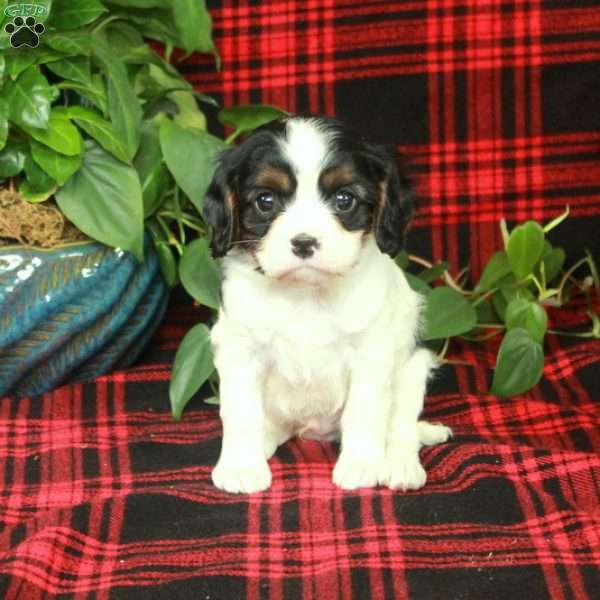 Comet, Cavalier King Charles Spaniel Puppy