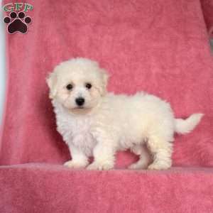 Comet, Bichon Frise Puppy