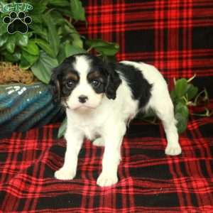 Comet, Cavalier King Charles Spaniel Puppy