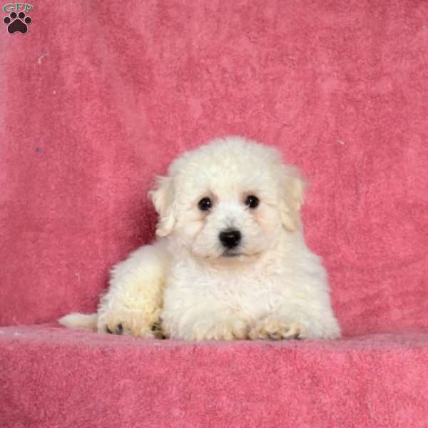 Comet, Bichon Frise Puppy