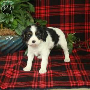 Comet, Cavalier King Charles Spaniel Puppy