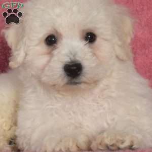 Comet, Bichon Frise Puppy