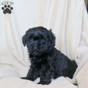 Conner, Mini Whoodle Puppy