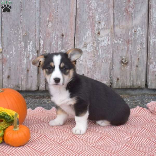 Cookie, Pembroke Welsh Corgi Puppy