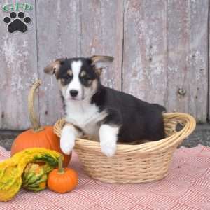 Cookie, Pembroke Welsh Corgi Puppy