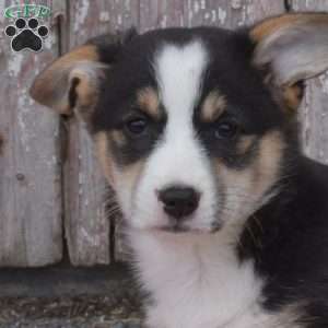 Cookie, Pembroke Welsh Corgi Puppy