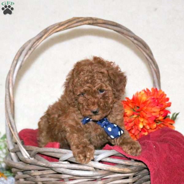 Cookie, Toy Poodle Puppy