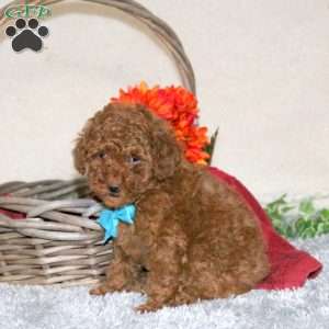 Cookie, Toy Poodle Puppy
