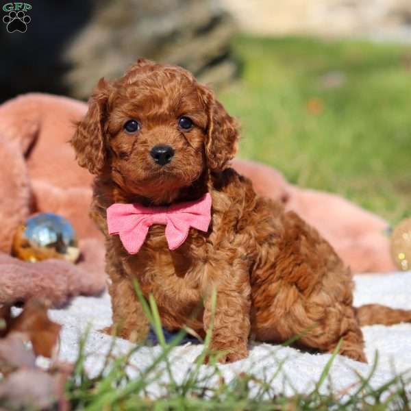 Cooper, Cavapoo Puppy