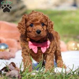Cooper, Cavapoo Puppy
