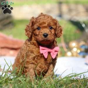 Cooper, Cavapoo Puppy