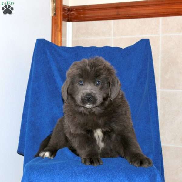 Cooper, Newfoundland Puppy