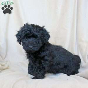 Cooper, Mini Whoodle Puppy