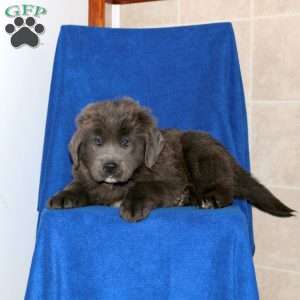 Cooper, Newfoundland Puppy