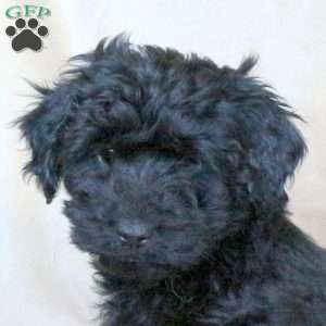 Cooper, Mini Whoodle Puppy