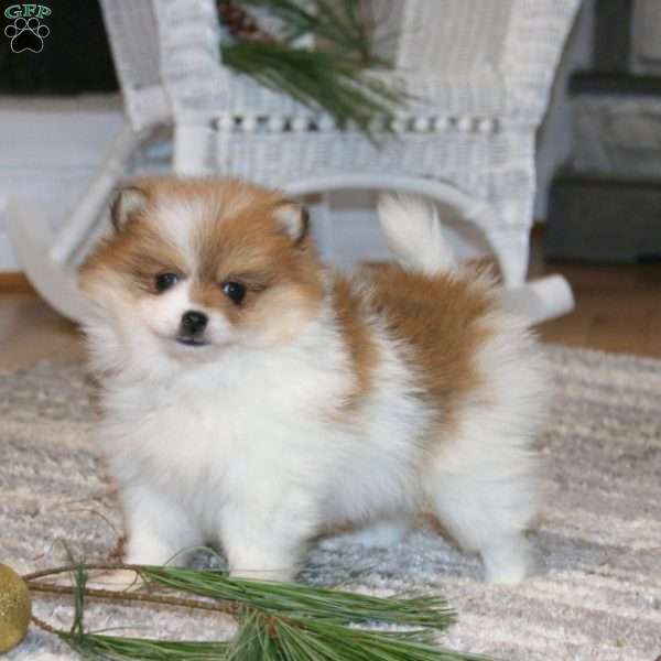 Crissy, Pomeranian Puppy