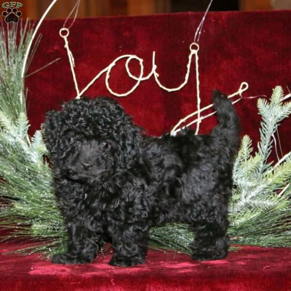 Crissy, Mini Labradoodle Puppy