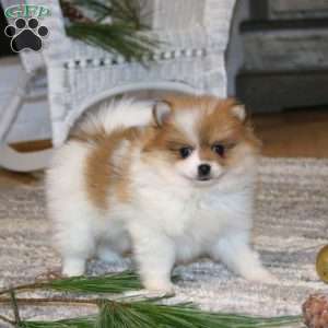 Crissy, Pomeranian Puppy