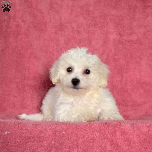 Cuddles, Bichon Frise Puppy