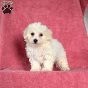Cuddles, Bichon Frise Puppy