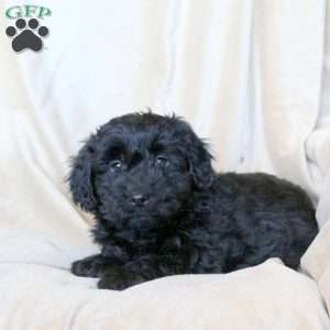 Cuddles, Mini Whoodle Puppy