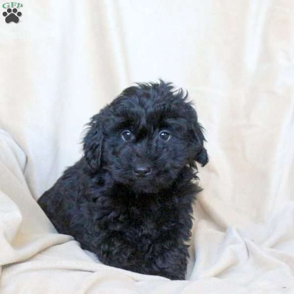 Cuddles, Mini Whoodle Puppy