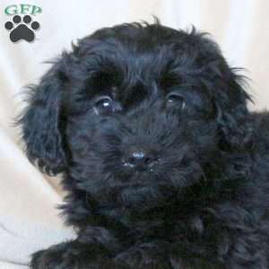 Cuddles, Mini Whoodle Puppy