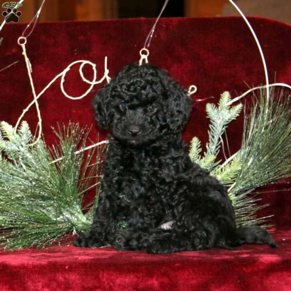 Cuddles, Mini Labradoodle Puppy