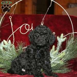 Cuddles, Mini Labradoodle Puppy