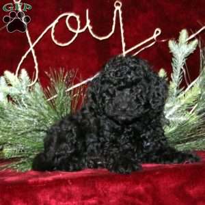 Cuddles, Mini Labradoodle Puppy