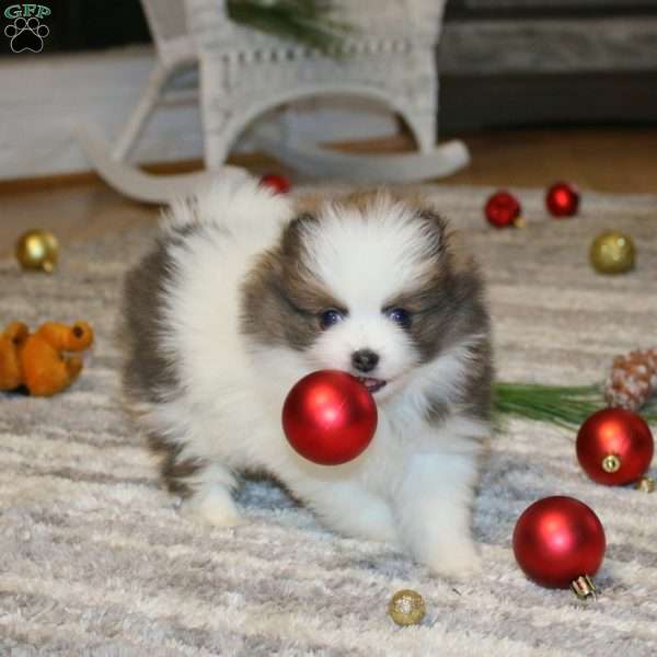 Cutie, Pomeranian Puppy
