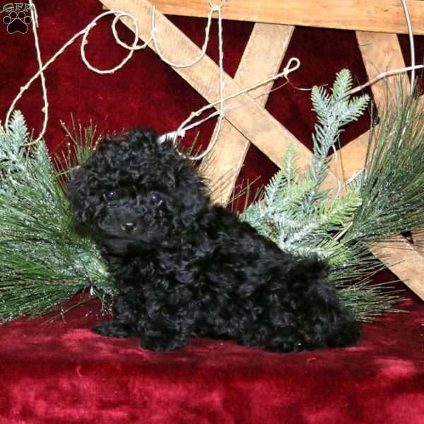 Cutie, Mini Labradoodle Puppy