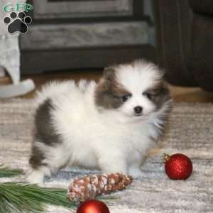 Cutie, Pomeranian Puppy