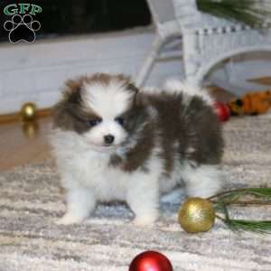 Cutie, Pomeranian Puppy