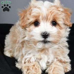 Ralphie, Maltipoo Puppy