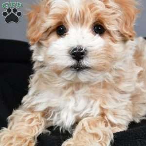Ralphie, Maltipoo Puppy