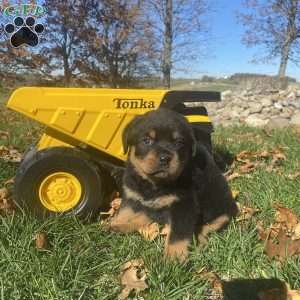 Henson, Rottweiler Puppy