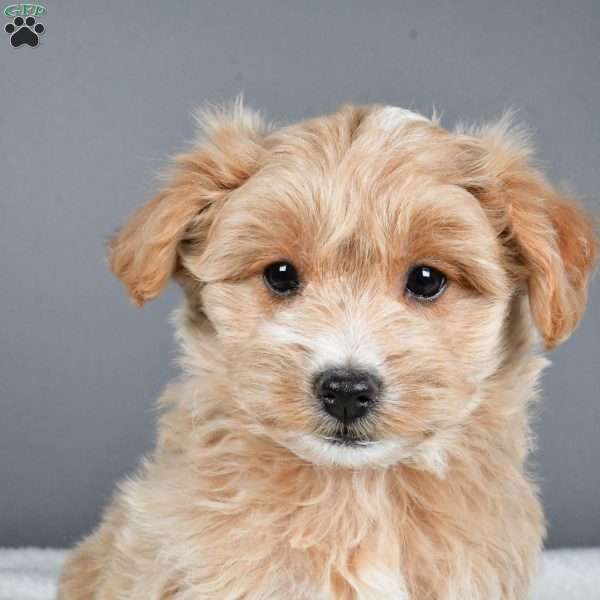 Peppermint, Maltipoo Puppy