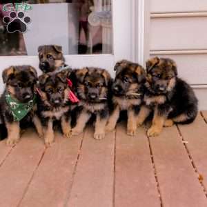 Rocky, German Shepherd Puppy