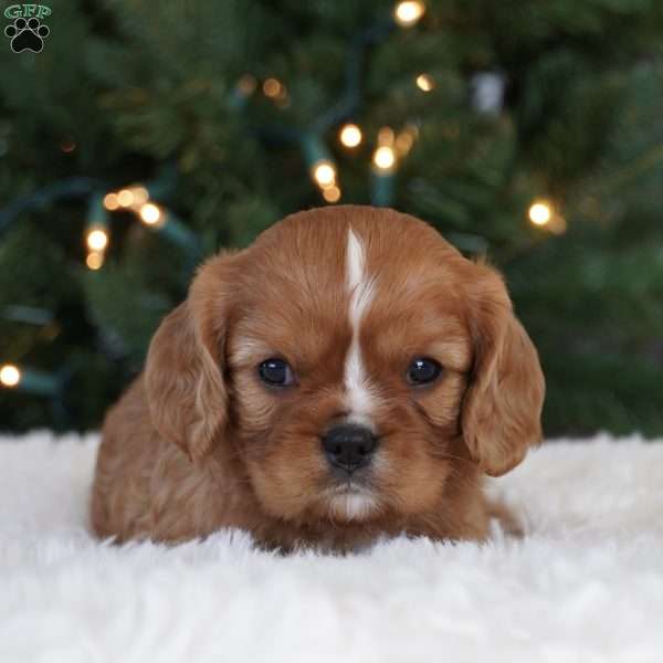 Charolette, Cavalier King Charles Spaniel Puppy