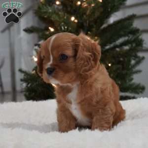 Ollie, Cavalier King Charles Spaniel Puppy