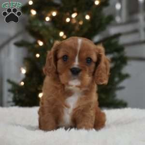 Ollie, Cavalier King Charles Spaniel Puppy