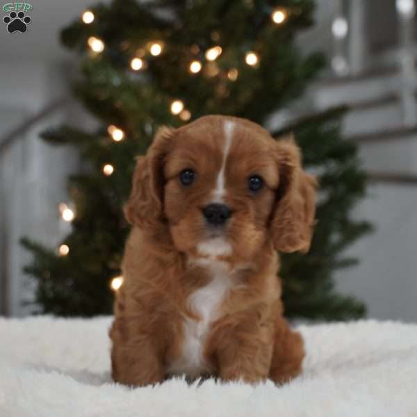 Ollie, Cavalier King Charles Spaniel Puppy