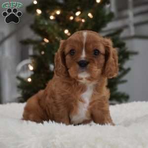 Ollie, Cavalier King Charles Spaniel Puppy