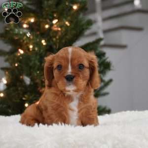 Ollie, Cavalier King Charles Spaniel Puppy