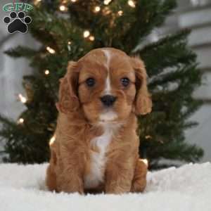 Ollie, Cavalier King Charles Spaniel Puppy