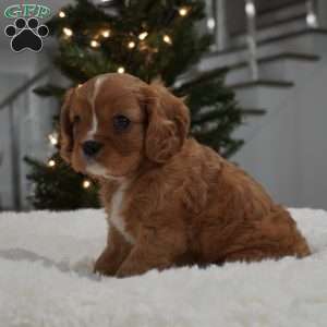 Ollie, Cavalier King Charles Spaniel Puppy