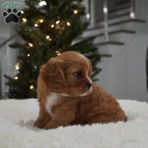 Ollie, Cavalier King Charles Spaniel Puppy
