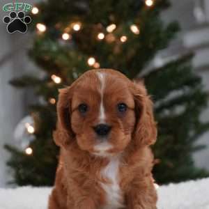 Ollie, Cavalier King Charles Spaniel Puppy