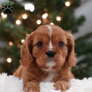 Ollie, Cavalier King Charles Spaniel Puppy